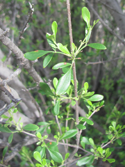 Fraxinus greggii