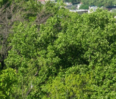 Magnoliopsida