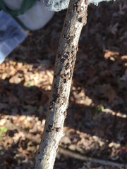 Hypoxylon perforatum