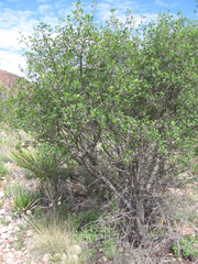 Fraxinus greggii
