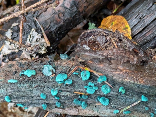 Chlorociboria aeruginascens