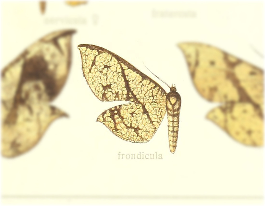 Belonoptera frondicula
