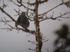 Cryptoleucopteryx plumbea