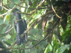 Cephalopterus penduliger