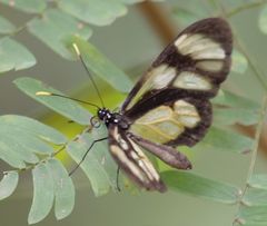 Callithomia lenea methonella