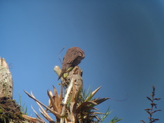Patagioenas plumbea
