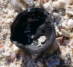 Aleurites moluccanus