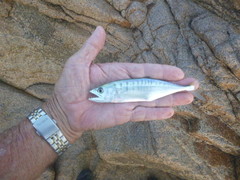 Grey Mackerel photo 4