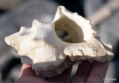 Muricoidea