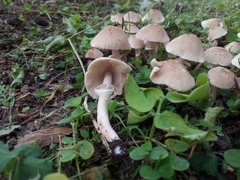 Agaricales