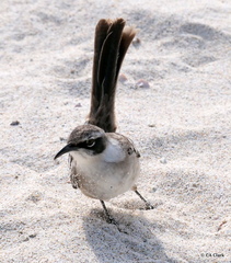 Mimus parvulus barringtoni