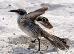 Mimus parvulus barringtoni