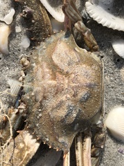Achelous spinimanus