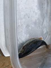 Hesperoleucus symmetricus