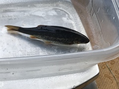 Hesperoleucus symmetricus