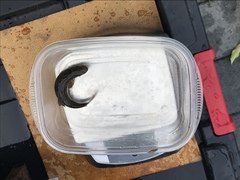 Hesperoleucus symmetricus