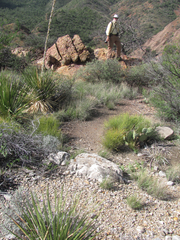 Fraxinus greggii