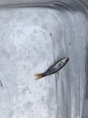 Hesperoleucus symmetricus