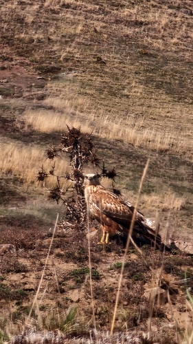 Long-legged Buzzard