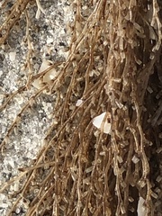 Thyroscyphus ramosus