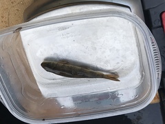 Catostomus occidentalis