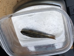 Catostomus occidentalis