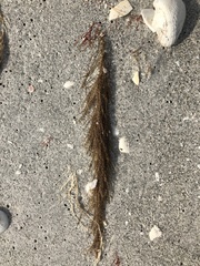 Thyroscyphus ramosus