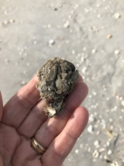 Molgula occidentalis