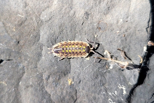 Brickwork Woodlouse photo 6