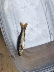 Hesperoleucus symmetricus