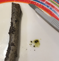 Hypoxylon perforatum