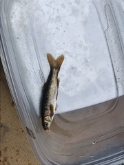 Hesperoleucus symmetricus