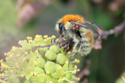 Brown-banded Carder-Bumble bee