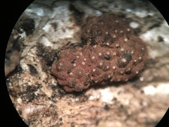 Hypoxylon perforatum