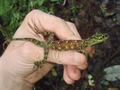 Anolis fasciatus