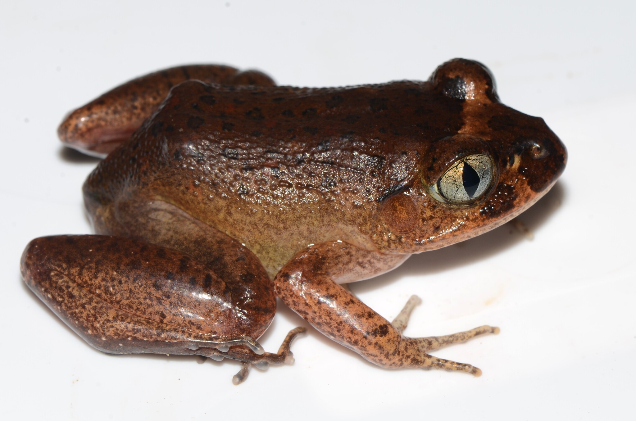 Astylosternus occidentalis Parker, 1931