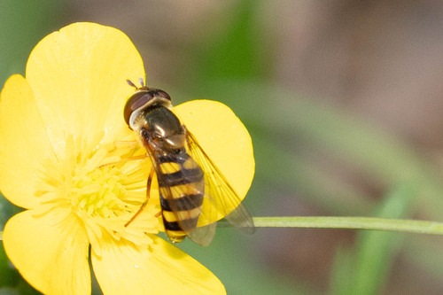 Unknown species found near Decatur, GA, USA