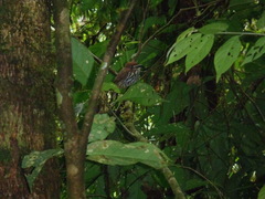 Micromonacha lanceolata