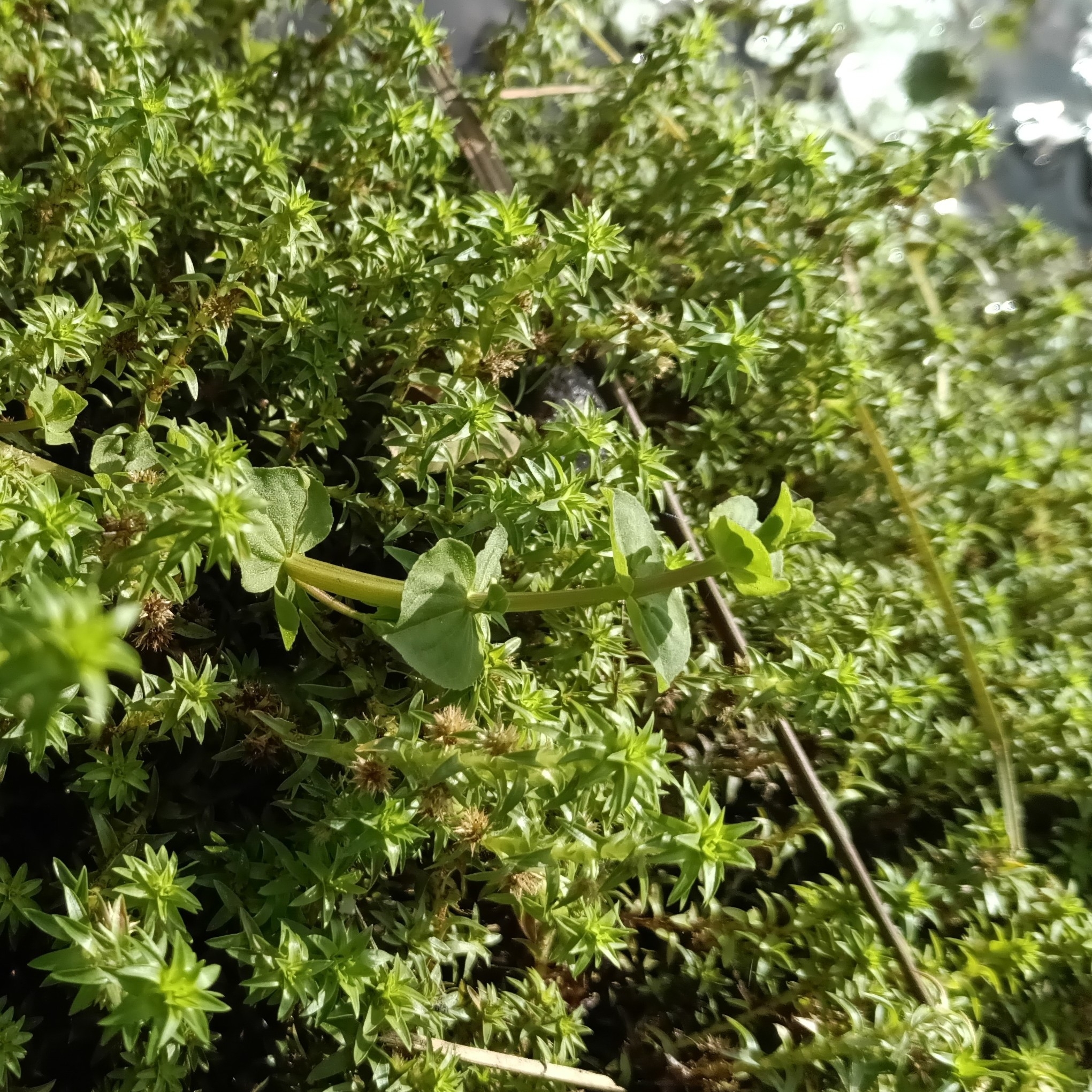 Bacopa aubletiana
