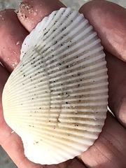 Anadara secticostata