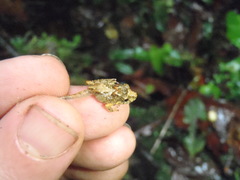 Pristimantis labiosus