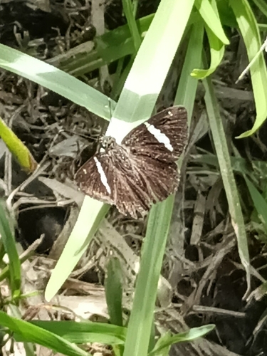 Autochton itylus