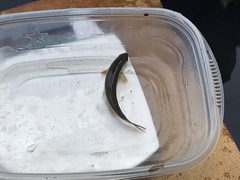 Hesperoleucus symmetricus