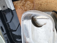 Hesperoleucus symmetricus