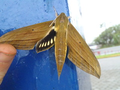 Xylophanes crotonis