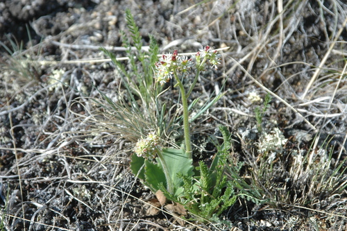 Micranthes reflexa (Micranthes reflexa)