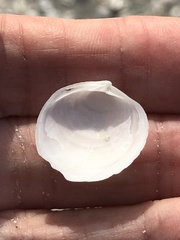 Diplodonta punctata