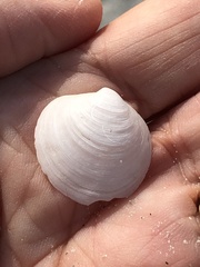 Diplodonta punctata