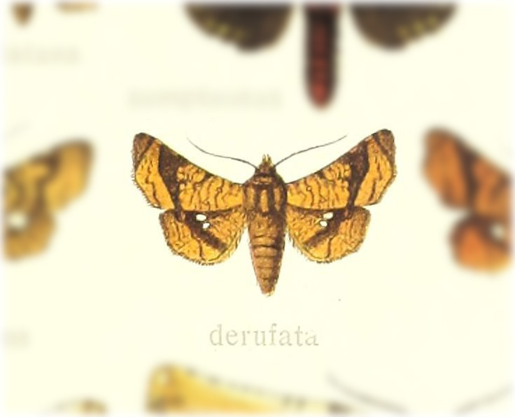 Dysodia derufata