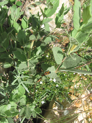 Mandevilla macrosiphon